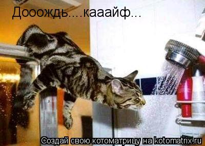 Котоматрица: Дооождь....кааайф...