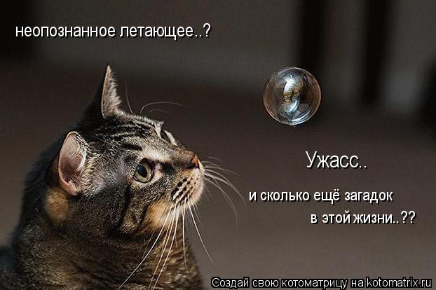 неопознанное летающее..? Ужасс.. и сколько ещё загадок в этой жизни..??... Котоматрица: неопознанное летающее..? Ужасс.. и сколько ещё загадок в этой жизни..??