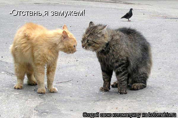 Котоматрица: -Отстань,я замужем!