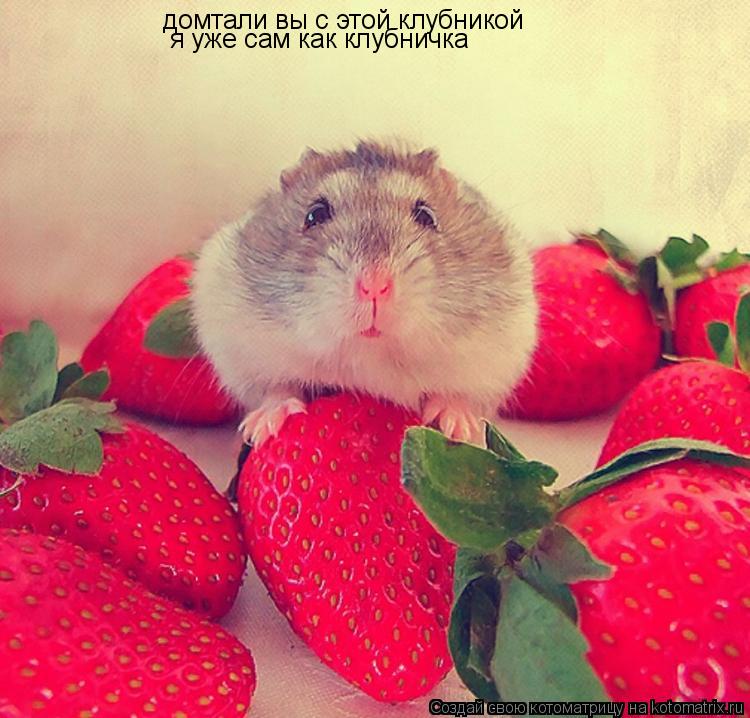 Котоматрица: домтали вы с этой клубникой  домтали вы с этой клубникой  я уже сам как клубничка я уже сам как клубничка