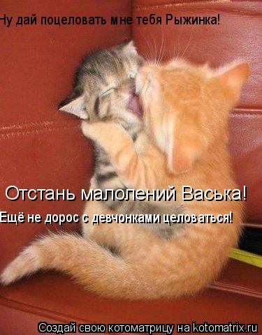 Котоматрица: Отстань малолений Васька! Ещё не дорос с девчонками целоваться! Ну дай поцеловать мне тебя Рыжинка!