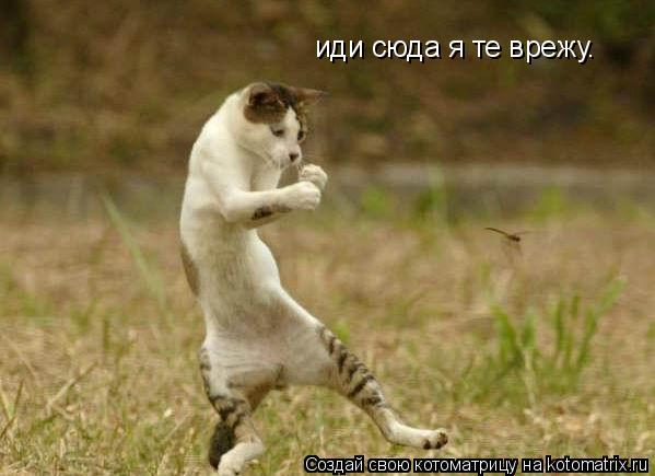 иди сюда я те врежу.... Котоматрица: иди сюда я те врежу.