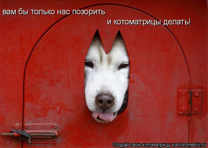 Котоматрица: вам бы только нас позорить и котоматрицы делать!