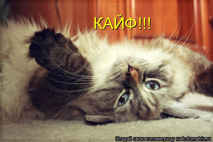КАЙФ!!!... Котоматрица: КАЙФ!!!