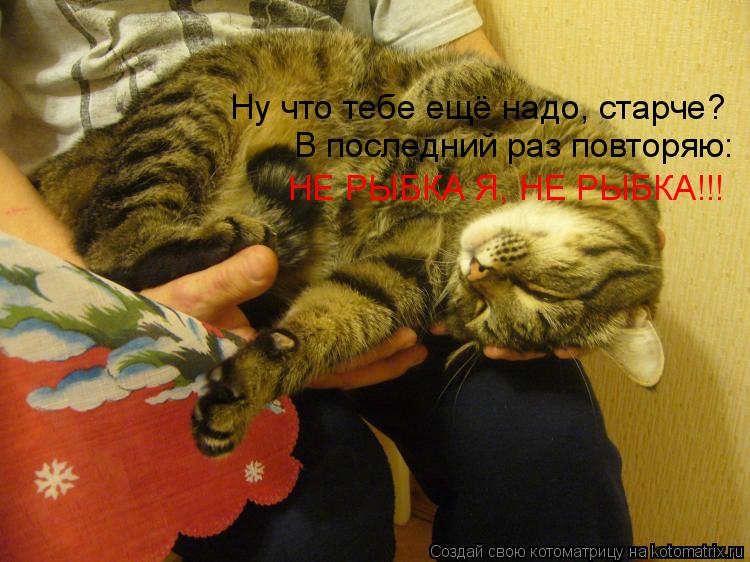 Ну что тебе ещё надо, старче? В последний раз повторяю: НЕ РЫБКА Я, НЕ РЫБКА!!!... Котоматрица: Ну что тебе ещё надо, старче? В последний раз повторяю: НЕ РЫБКА Я, НЕ РЫБКА!!!