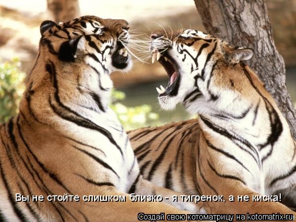 Вы не стойте слишком близко - я тигренок, а не киска!... Котоматрица: Вы не стойте слишком близко - я тигренок, а не киска!