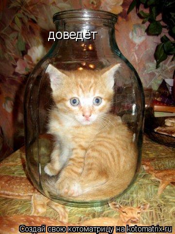 доведёт... Котоматрица: доведёт