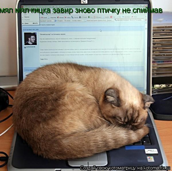 мял мял кицка завир зново птичку не спиймав... Котоматрица: мял мял кицка завир зново птичку не спиймав