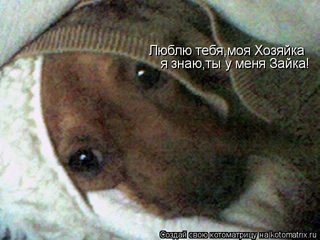 Котоматрица: Люблю тебя,моя Хозяйка я знаю,ты у меня Зайка!
