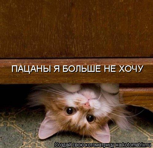 ПАЦАНЫ Я БОЛЬШЕ НЕ ХОЧУ... Котоматрица: ПАЦАНЫ Я БОЛЬШЕ НЕ ХОЧУ