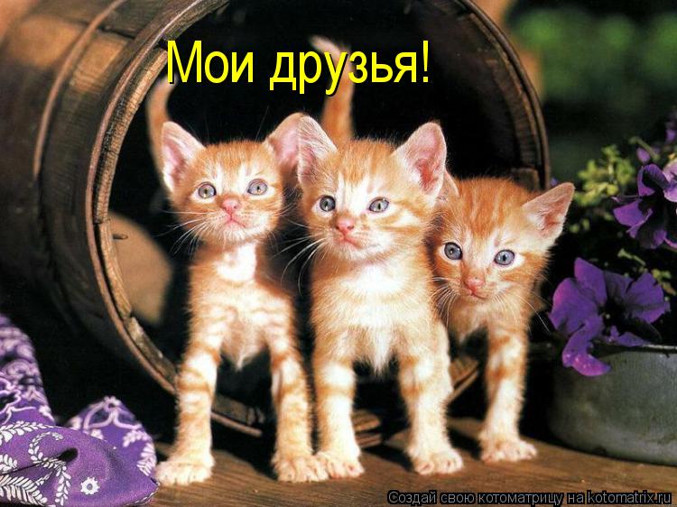 Котоматрица: Мои друзья!