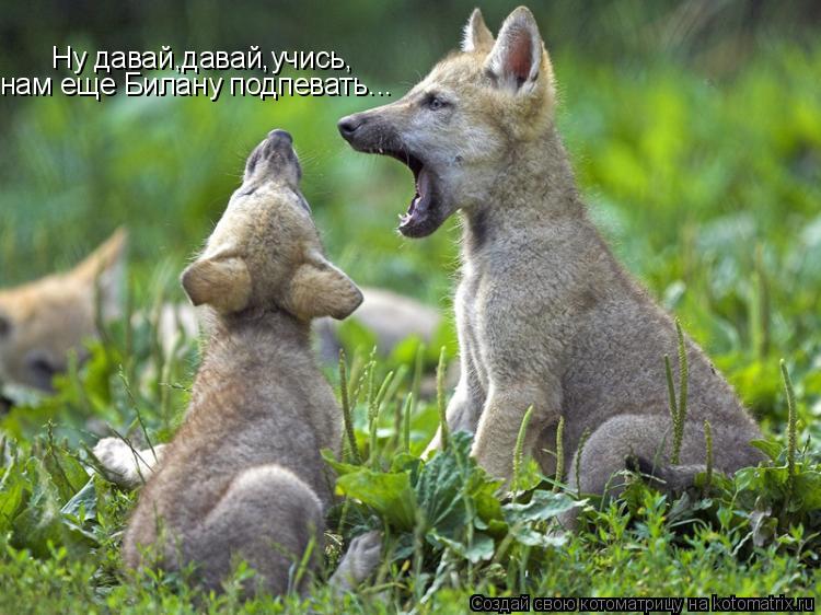 Котоматрица: Ну давай,давай,учись, нам еще Билану подпевать...