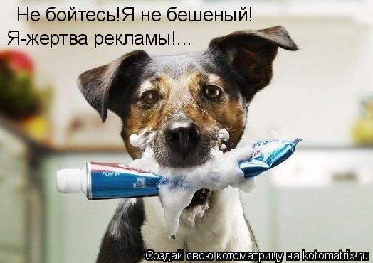 Не бойтесь!Я не бешеный! Я-жертва рекламы!...... Котоматрица: Не бойтесь!Я не бешеный! Я-жертва рекламы!...