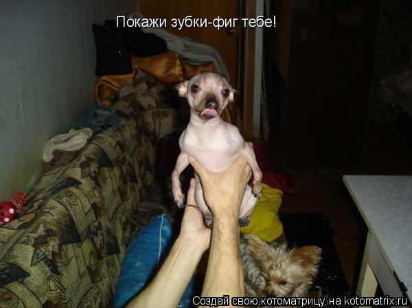 Бритва винес работает! Проверено на практике... Котоматрица: Бритва винес работает! Проверено на практике