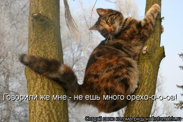 Говорили же мне - не ешь много орехо-о-о-ов!... Котоматрица: Говорили же мне - не ешь много орехо-о-о-ов!