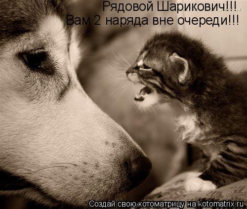 Котоматрица: Рядовой Шарикович!!! Вам 2 наряда вне очереди!!!