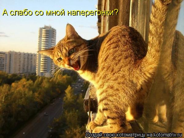 Котоматрица: А слабо со мной наперегонки?