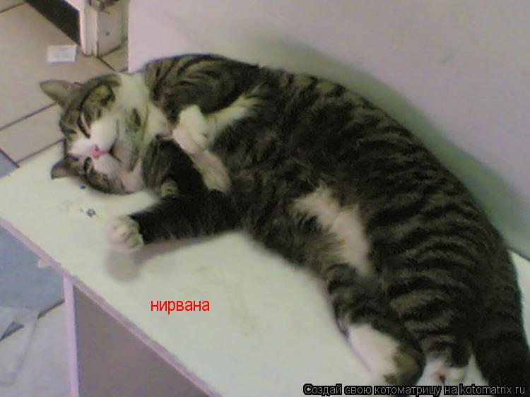 Котоматрица: нирвана