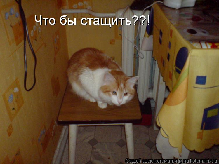 Котоматрица: Что бы стащить??!