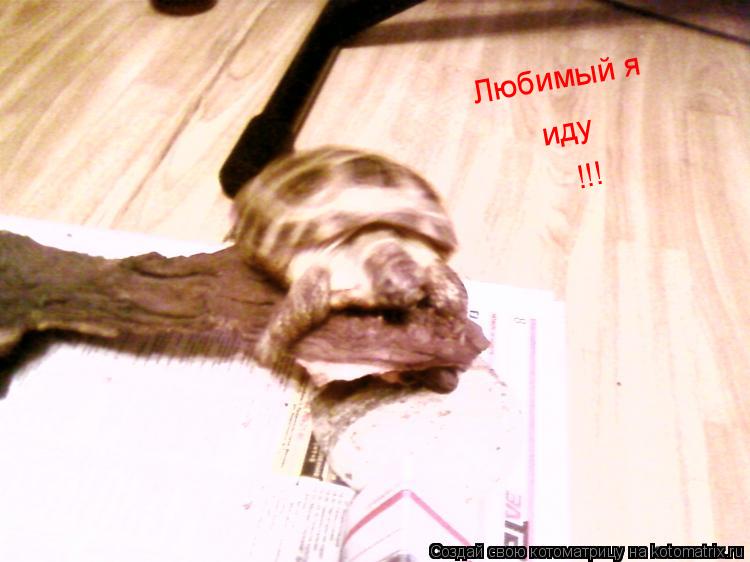 Любимый я иду !!!... Котоматрица: Любимый я иду !!!