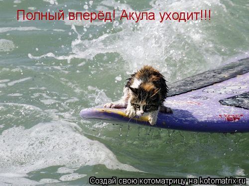 Полный вперёд! Акула уходит!!!... Котоматрица: Полный вперёд! Акула уходит!!!