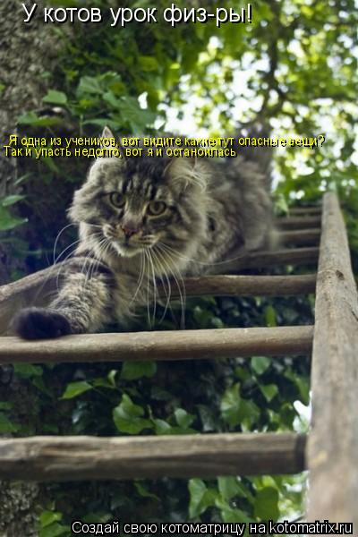 У котов урок физ-ры! Я одна из учеников, вот видите какие тут опасные вещи? Так и упасть недолго, вот... Котоматрица: У котов урок физ-ры! Я одна из учеников, вот видите какие тут опасные вещи? Так и упасть недолго, вот я и останоилась
