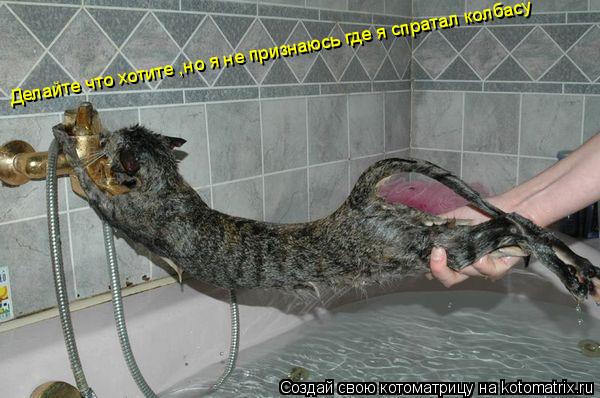 Котоматрица: Делайте что хотите ,но я не признаюсь где я спратал колбасу