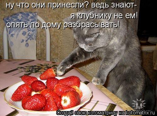 ну что они принесли? ведь знают- я клубнику не ем! опять по дому разбрасывать!... Котоматрица: ну что они принесли? ведь знают- я клубнику не ем! опять по дому разбрасывать!