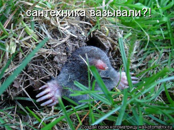 Котоматрица: сантехника вазывали?!