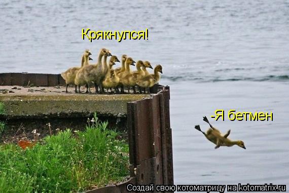 Котоматрица: -Я бетмен Крякнулся!