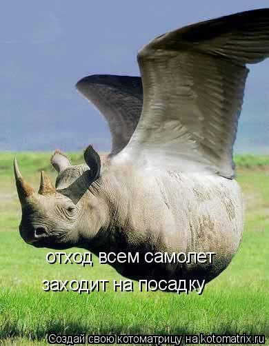 Котоматрица: отход всем самолет   заходит на посадку