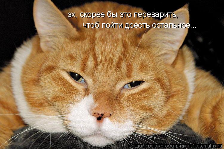 чтоб пойти доесть остальное... эх, скорее бы это переварить,... Котоматрица: чтоб пойти доесть остальное... эх, скорее бы это переварить,