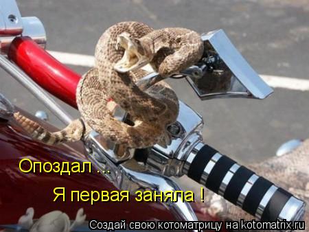 Котоматрица: Опоздал ...   Я первая заняла !