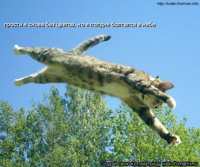 Котоматрица: прости я снова без цветов, но я полдня болтался в небе