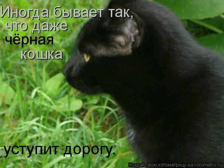 Котоматрица: Иногда бывает так, что даже чёрная кошка уступит дорогу.