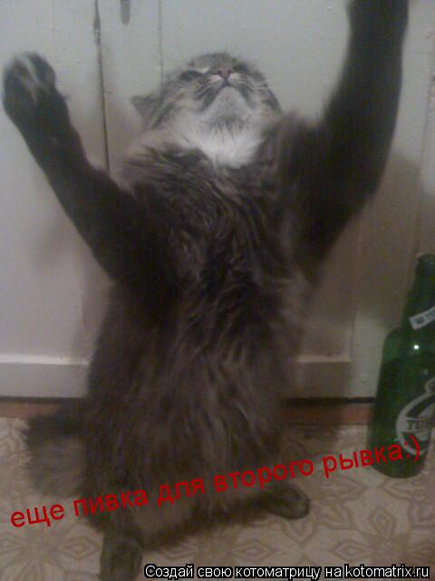 Котоматрица: еще пивка для второго рывка:)
