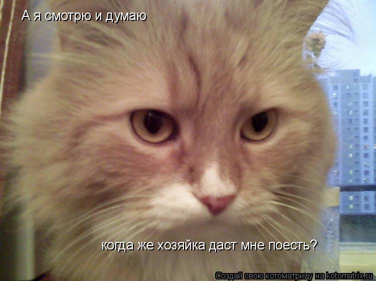 Котоматрица: А я смотрю и думаю когда же хозяйка даст мне поесть?