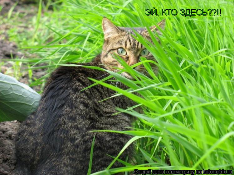 Котоматрица: ЭЙ, КТО ЗДЕСЬ??!!