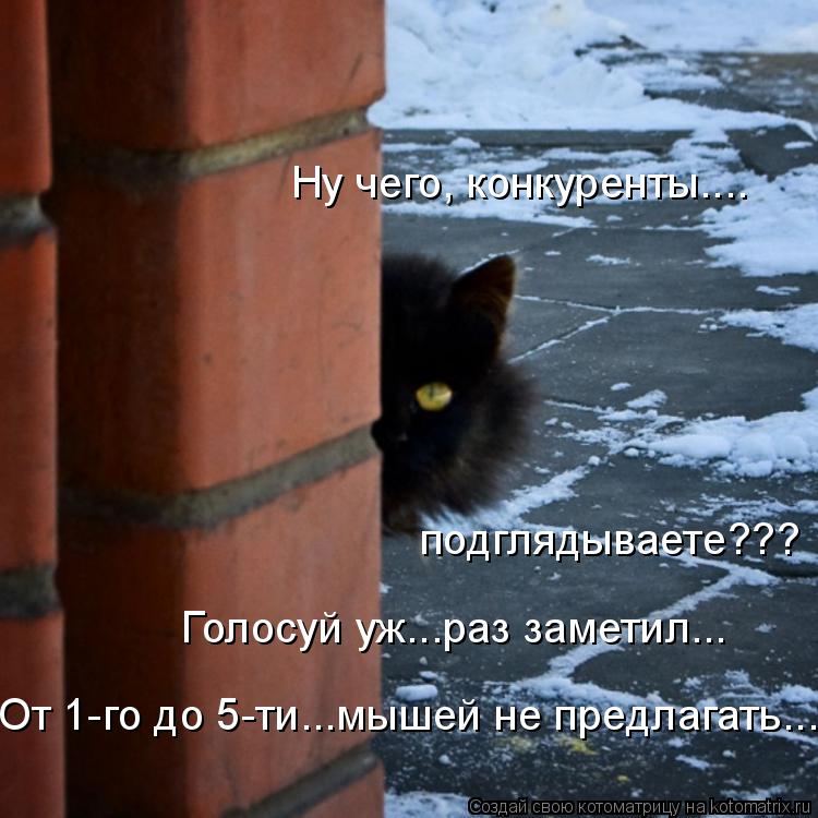 Котоматрица: Ну чего, конкуренты.... подглядываете???  Голосуй уж...раз заметил... От 1-го до 5-ти...мышей не предлагать...