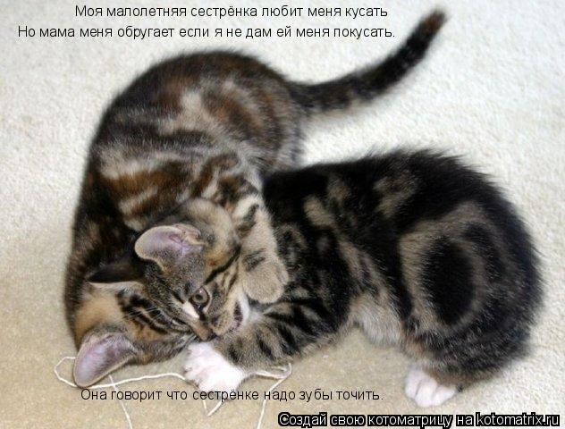 Моя малолетняя сестрёнка любит меня кусать Но мама меня обругает если я не дам ей меня покусать. Она ... Котоматрица: Моя малолетняя сестрёнка любит меня кусать Но мама меня обругает если я не дам ей меня покусать. Она говорит что сестрёнке надо зубы точить.