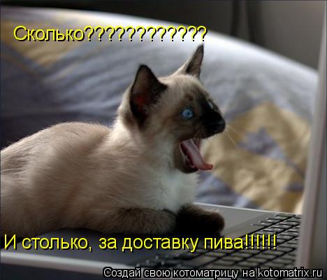 Котоматрица: Сколько???????????? И столько, за доставку пива!!!!!!