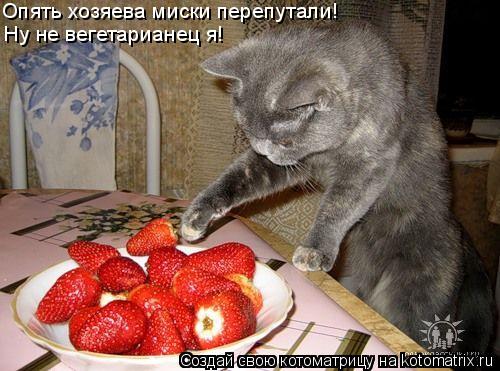 Опять хозяева миски перепутали! Ну не вегетарианец я!... Котоматрица: Опять хозяева миски перепутали! Ну не вегетарианец я!