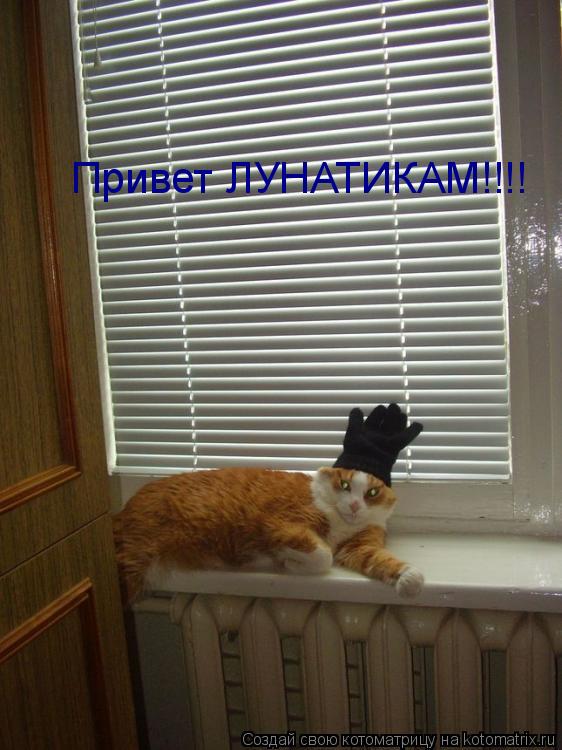 Привет ЛУНАТИКАМ!!!!... Котоматрица: Привет ЛУНАТИКАМ!!!!