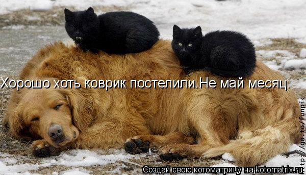 Котоматрица: Хорошо хоть коврик постелили.Не май месяц.