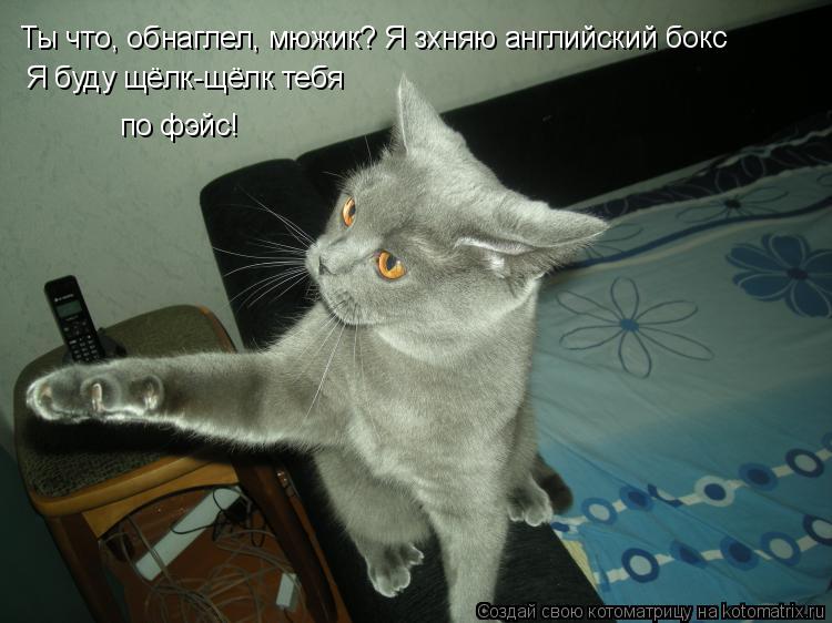 Котоматрица: Ты что, обнаглел, мюжик? Я зхняю английский бокс Я буду щёлк-щёлк тебя по фэйс!