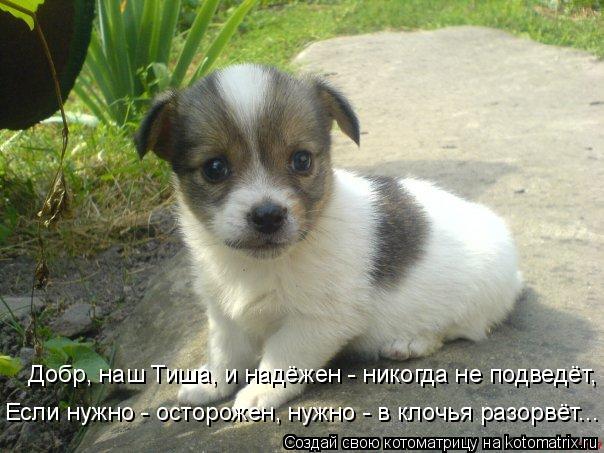 Добр, наш Тиша, и надёжен - никогда не подведёт, Если нужно - осторожен, нужно - в клочья разорвёт...... Котоматрица: Добр, наш Тиша, и надёжен - никогда не подведёт, Если нужно - осторожен, нужно - в клочья разорвёт...