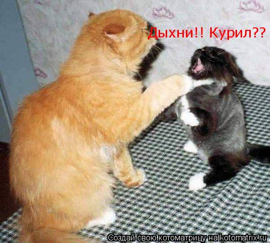 Котоматрица: Дыхни!! Курил??