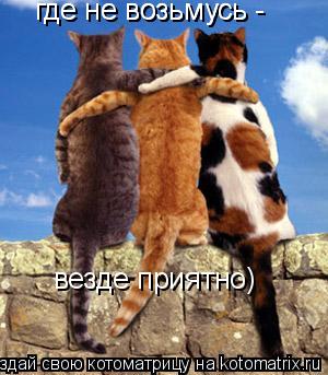 Котоматрица: где не возьмусь -  где не возьмусь -  везде приятно)