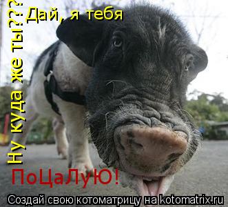 Котоматрица: Ну куда же ты??? Дай, я тебя Дай, я тебя ПоЦаЛуЮ!