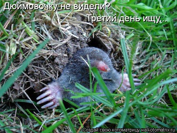 Дюймовочку не видели? Третий день ищу...... Котоматрица: Дюймовочку не видели? Третий день ищу...
